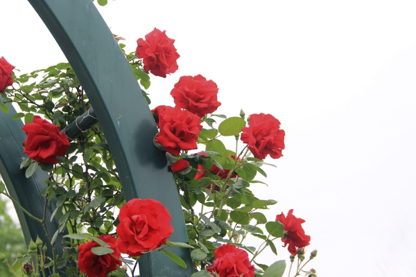 11朵红玫瑰花花语 一生一世的爱意